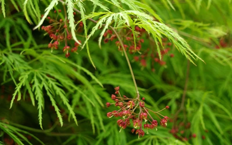Viridis Dwarf Green Japanese Maple - 2 Gallon Pot - Image 7