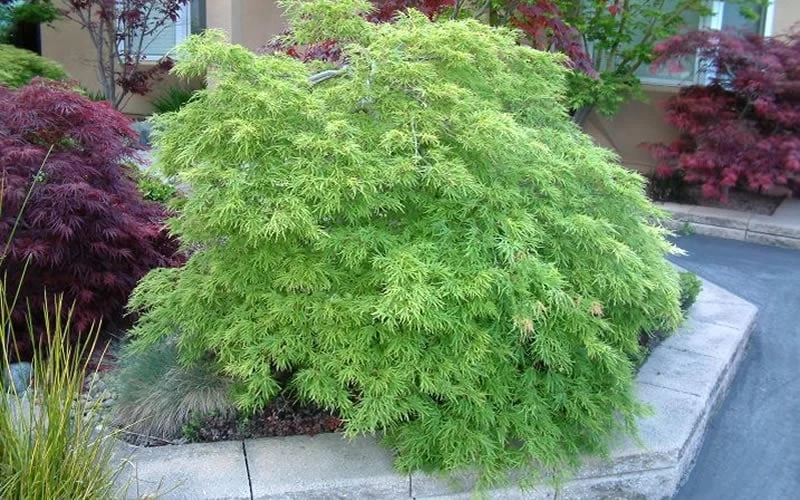 Viridis Dwarf Green Japanese Maple - 2 Gallon Pot - Image 10