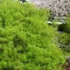 Viridis Dwarf Green Japanese Maple - 2 Gallon Pot