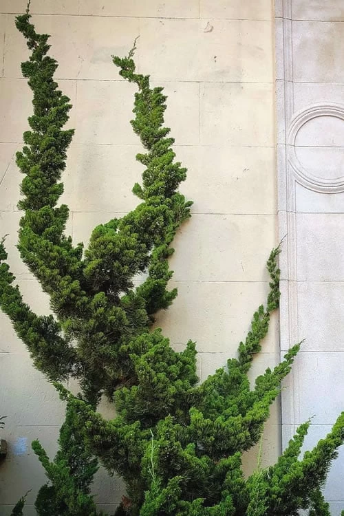 Hollywood Torulosa Juniper - 3 Gallon Pot - Image 5