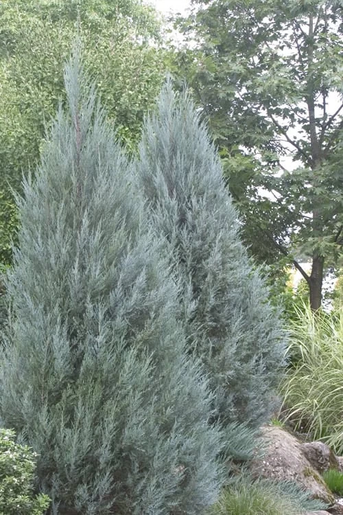 Moonglow Pyramidal Blue Juniper - 3 Gallon Pot - Image 5