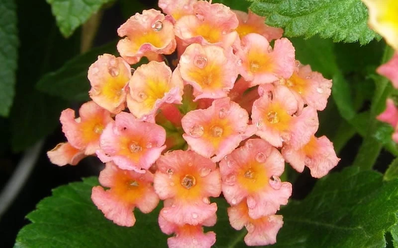 Little Lucky Peach Glow Lantana - 5 Pack Of Quart Pots - Image 4