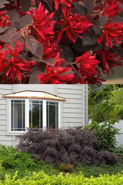 Ever Red Loropetalum (Chinese Fringeflower) - 2 Gallon Pot - Image 5