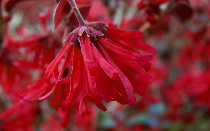 Little Moore Red Loropetalum (Chinese Fringeflower) - 3 Gallon Pot - Image 7
