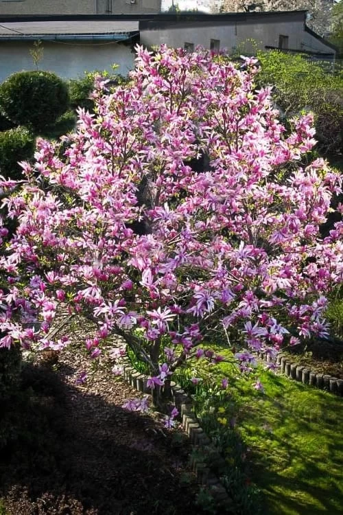 Betty Magnolia Tulip Tree - 1 Gallon Pot - Image 5