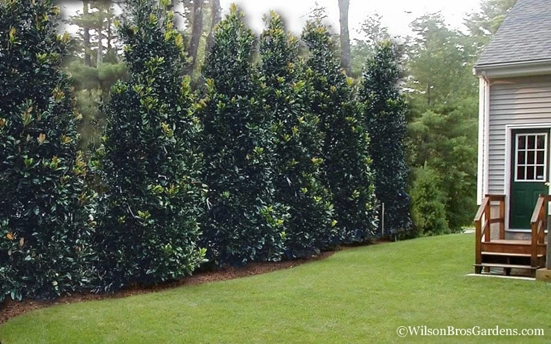 Claudia Wannamaker Southern Magnolia - 7 Gallon Pot (5-6') - Image 5