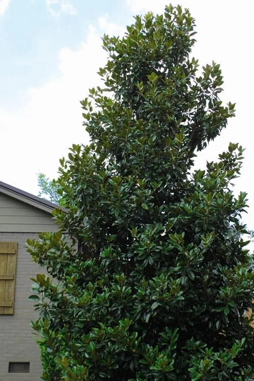 Claudia Wannamaker Southern Magnolia - 7 Gallon Pot (5-6') - Image 4
