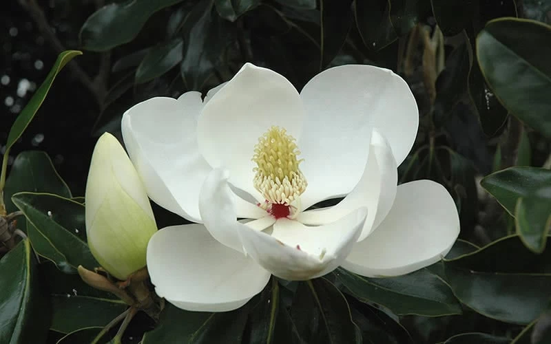 Little Gem Dwarf Southern Magnolia - 3 Gallon Pot (1.5-2.5') - Image 9