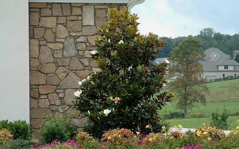 Little Gem Dwarf Southern Magnolia - 3 Gallon Pot (1.5-2.5') - Image 7