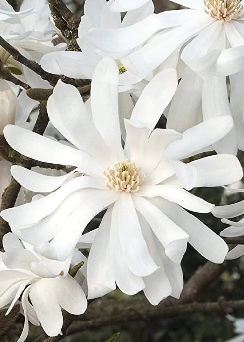 Royal Star Magnolia - 3 Gallon Pot - Image 7