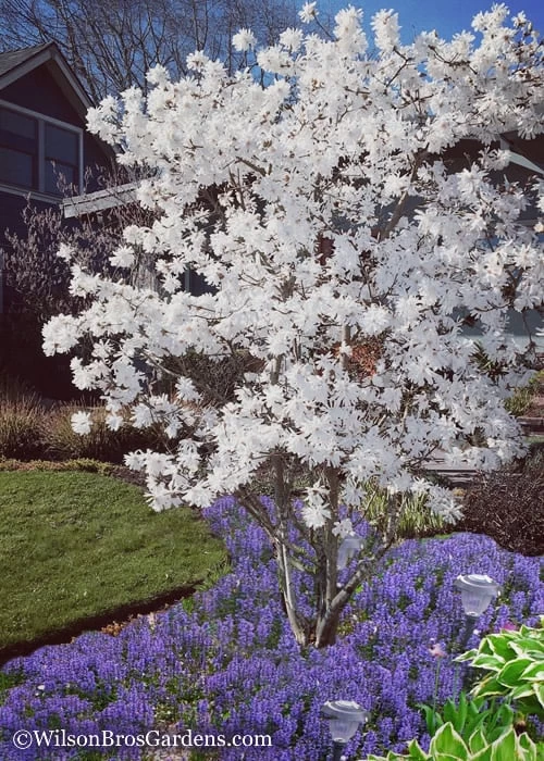 Royal Star Magnolia - 3 Gallon Pot - Image 4