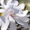 Royal Star Magnolia - 3 Gallon Pot