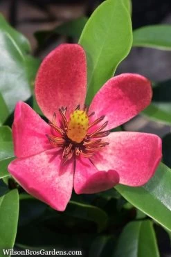 Stellar Ruby Magnolia X Figo - Banana Shrub Hybrid - 2 Gallon Pot