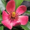 Stellar Ruby Magnolia X Figo - Banana Shrub Hybrid - 3 Gallon Pot