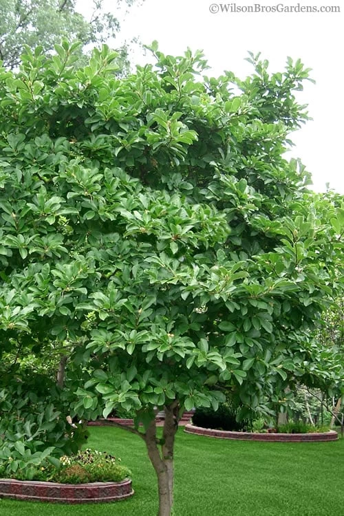 Royal Star Magnolia - 1 Gallon Pot - Image 5