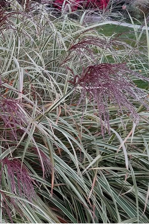 Variegated Maiden Grass - Miscanthus Sinensis 'Variegatus' - 1 Gallon Pot - Image 5
