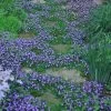 Blue Flowering Mazus - 10 Count Flat Of 4" Pint Pots