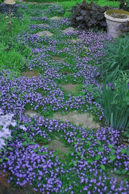 Blue Flowering Mazus - 36 Pack Of 3.5" Pint Pots - Image 5