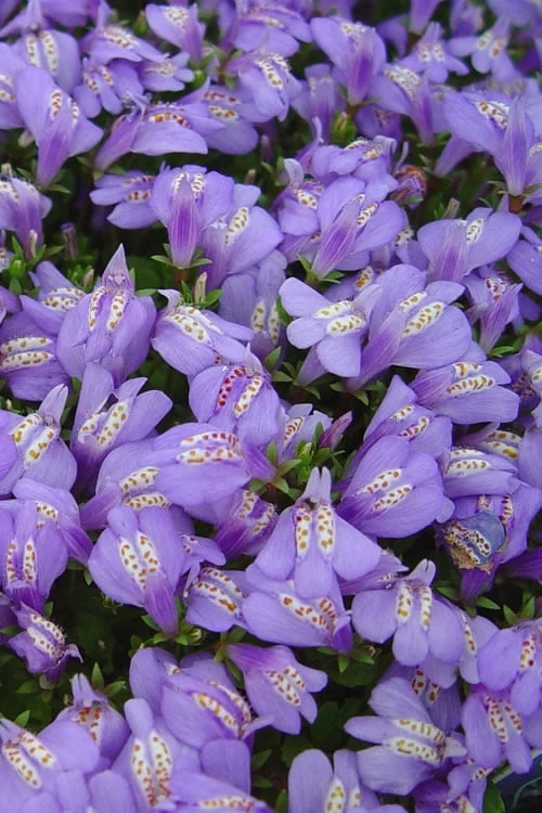 Blue Flowering Mazus - 10 Count Flat Of 4" Pint Pots - Image 7
