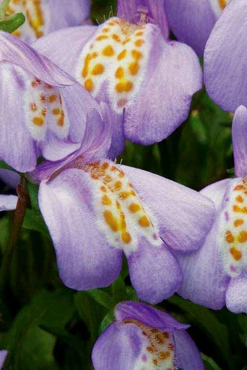 Blue Flowering Mazus - 36 Pack Of 3.5" Pint Pots - Image 4