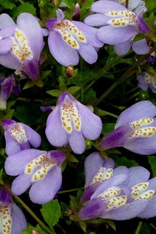 Blue Flowering Mazus - 36 Pack Of 3.5" Pint Pots - Image 6