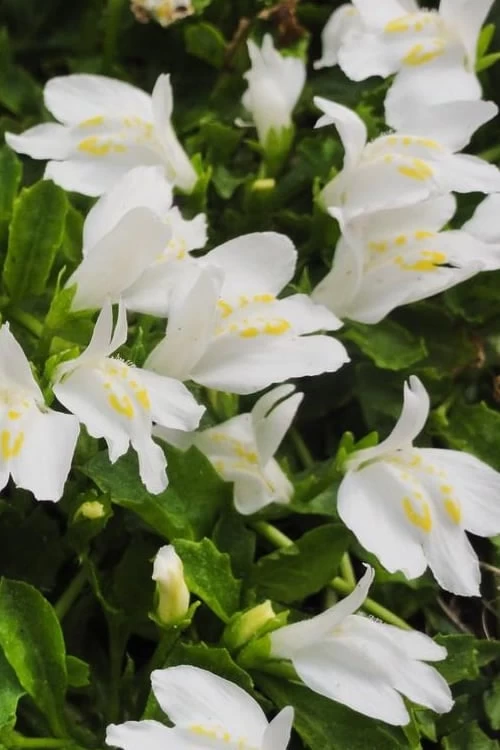 White Flowering Mazus - 5 Pack Of Pint Pots - Image 6