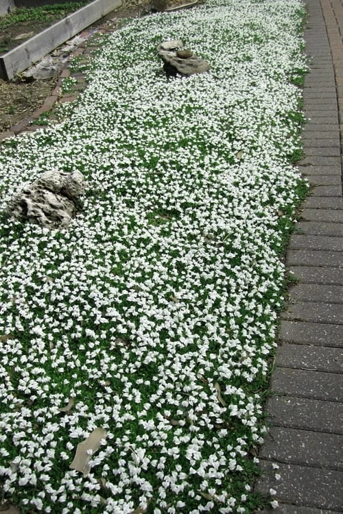 White Flowering Mazus - 6 Pack Of Pint Pots - Image 5