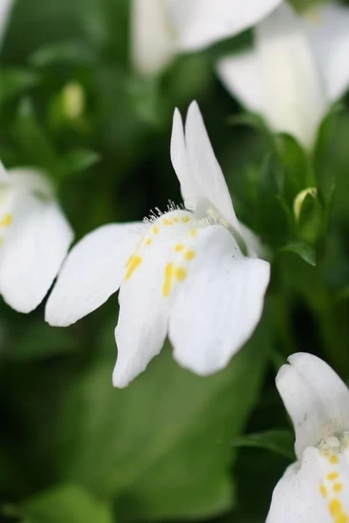 White Flowering Mazus - 5 Pack Of Pint Pots - Image 4