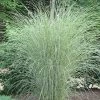 Morning Light Maiden Grass - Miscanthus Sinensis - 6 Pack Of 1 Gallon Pots