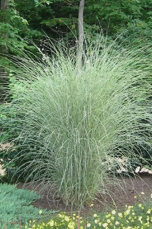 Morning Light Maiden Grass - Miscanthus Sinensis - 6 Pack Of 1 Gallon Pots