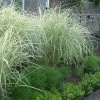 Variegated Maiden Grass - Miscanthus Sinensis 'Variegatus' - 6 Pack Of 1 Gallon Pots
