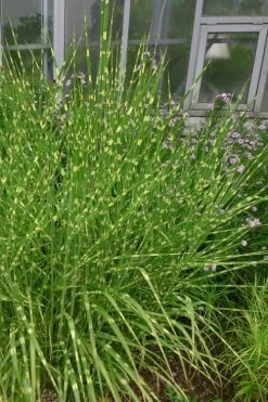 Zebra Grass - Miscanthus Sinensis 'Zebrinus' - 6 Pack Of 1 Gallon Pots