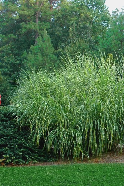 Zebra Grass - Miscanthus Sinensis 'Zebrinus' - 6 Pack Of 1 Gallon Pots - Image 5