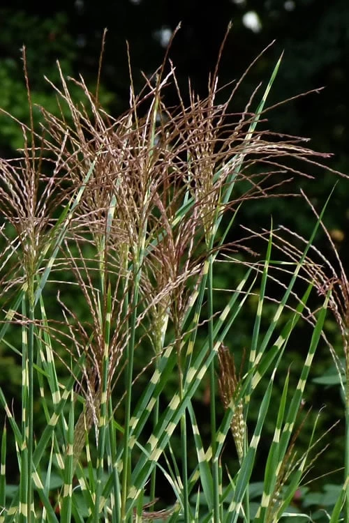 Zebra Grass - Miscanthus Sinensis 'Zebrinus' - 6 Pack Of 1 Gallon Pots - Image 6
