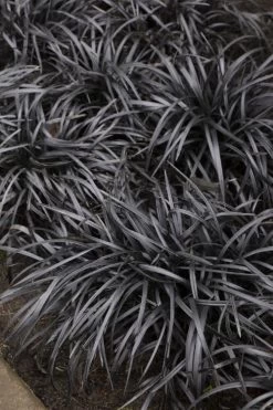 Black Mondo Grass - Ophiopogon Planiscapus 'Nigrescens' - 1 Gallon Pot