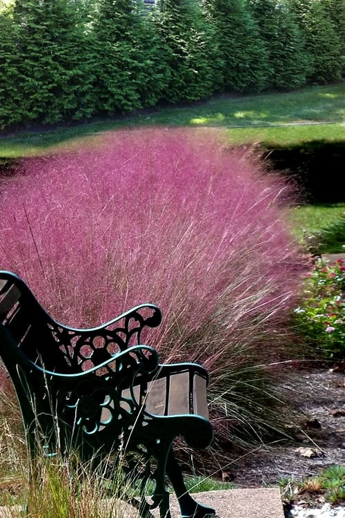 Pink Muhly Grass - Cotton Candy Grass - 3 Gallon Pot - Image 7