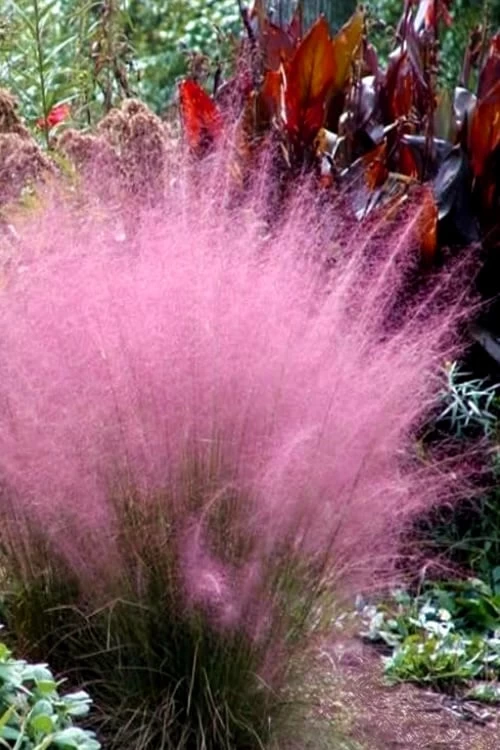 Pink Muhly Grass - Cotton Candy Grass - 3 Gallon Pot - Image 8