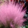 Pink Muhly Grass - Cotton Candy Grass - 1 Gallon Pot