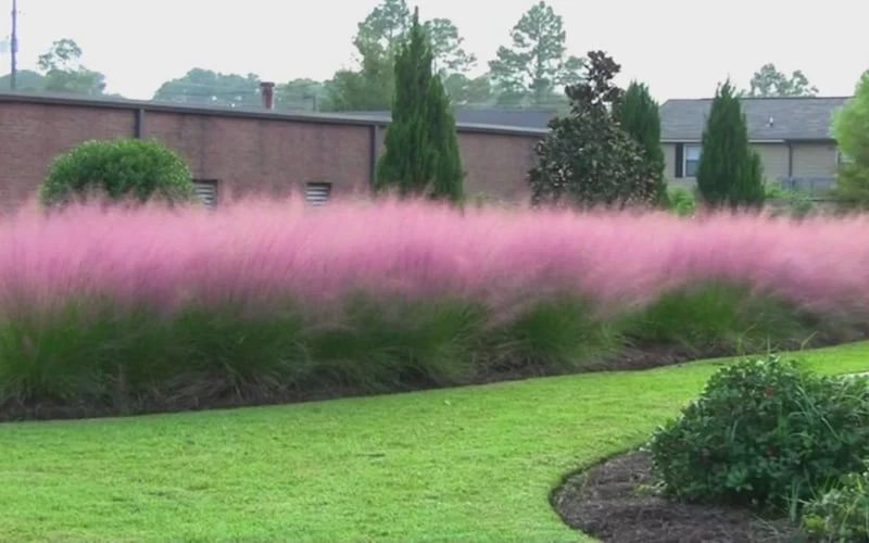 Pink Muhly Grass - Cotton Candy Grass - 1 Gallon Pot - Image 9