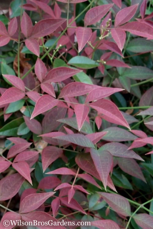 Flirt Dwarf Nandina - 6 Pack Of 1 Gallon Pots