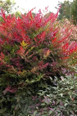 Obsession Nandina - 2 Gallon Pot