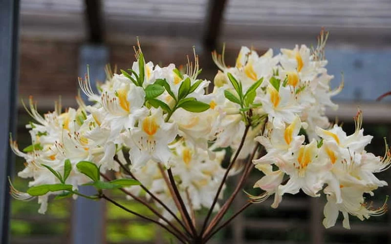 High Tide Aromi Azalea (Deciduous Rhododendron Hybrid) - 3 Gallon Pot - Image 4