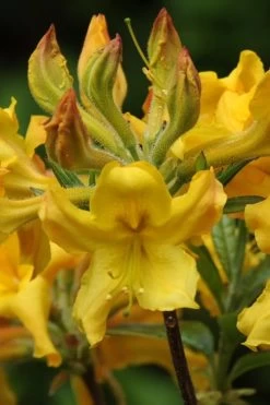 Jane's Gold Aromi Azalea (Rhododendron Hybrid) - 3 Gallon Pot
