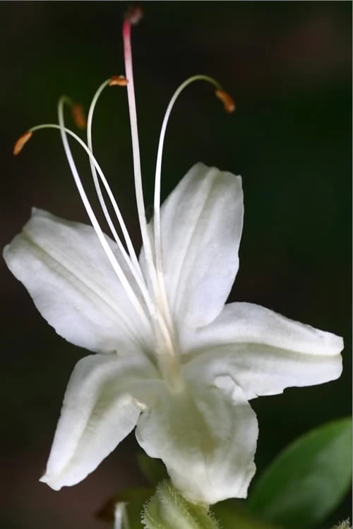 June Jubilee Aromi Azalea (Rhododendron Hybrid) - 3 Gallon Pot - Image 4