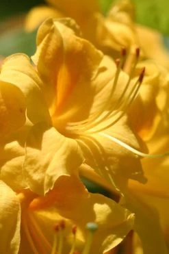 King's Wizard Aromi Azalea (Rhododendron Hybrid) - 1 Gallon Pot