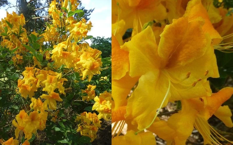 King's Wizard Aromi Azalea (Rhododendron Hybrid) - 1 Gallon Pot - Image 4