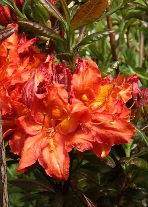 Mary Poppins Azalea (Rhododendron) - 5 Gallon Pot - Image 4
