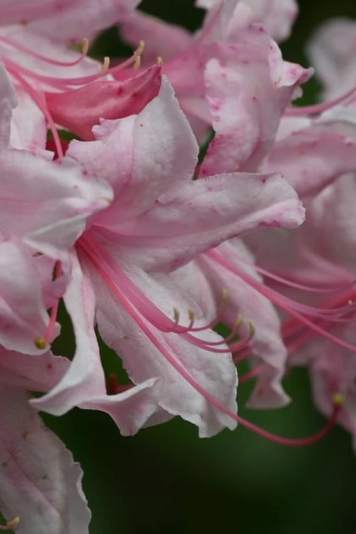 Spring Sensation Aromi Azalea (Rhododendron Hybrid) - 1 Gallon Pot - Image 4