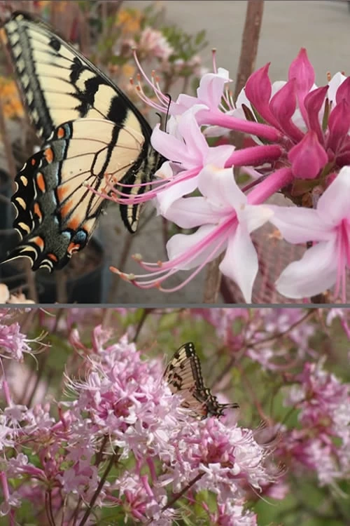 Varnadoes Phlox Pink Native Azalea - Rhododendron Canescens - 1 Gallon Pot - Image 4