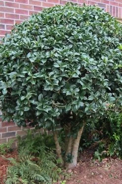 Wheeler's Cold Hardy Fragrant Tea Olive (Osmanthus) - 3 Gallon Pot